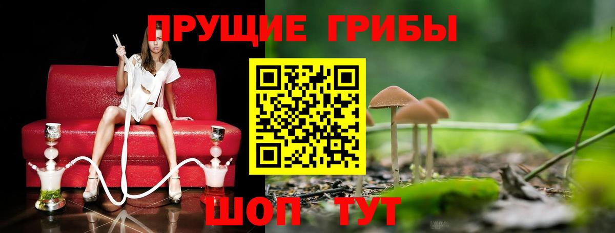 Волхов  Галлюциногенные грибы Psilocybine cubensis  Вход с VPN  Галлюциногенные грибы мицелий 